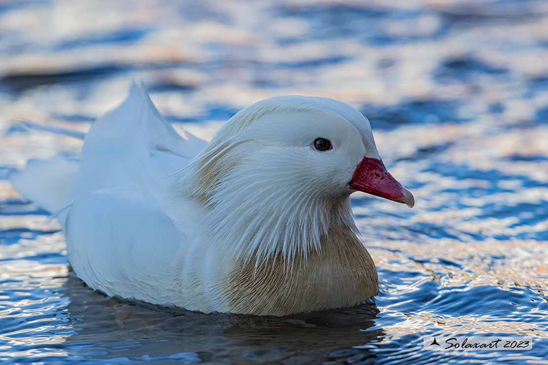 Aix galericulata - Anatra mandarina (maschio leucistico); Mandarin duck (leucistic female)