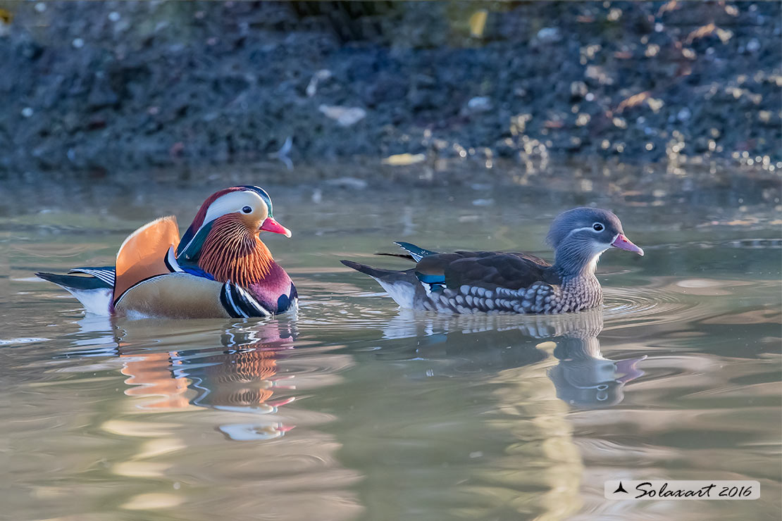 Aix galericulata - Anatra mandarina - Mandarin duck