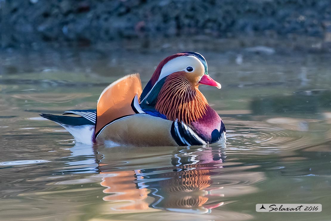 Aix galericulata - Anatra mandarina - Mandarin duck