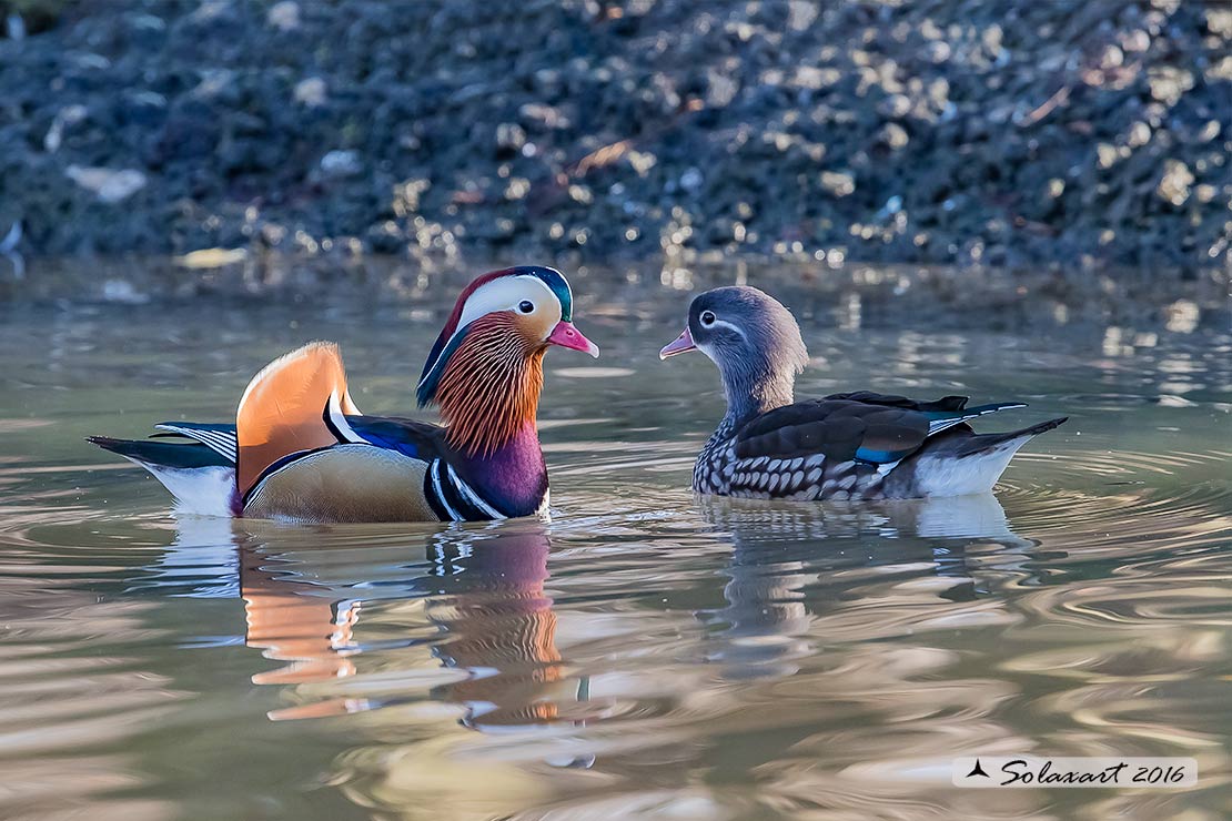 Aix galericulata - Anatra mandarina - Mandarin duck