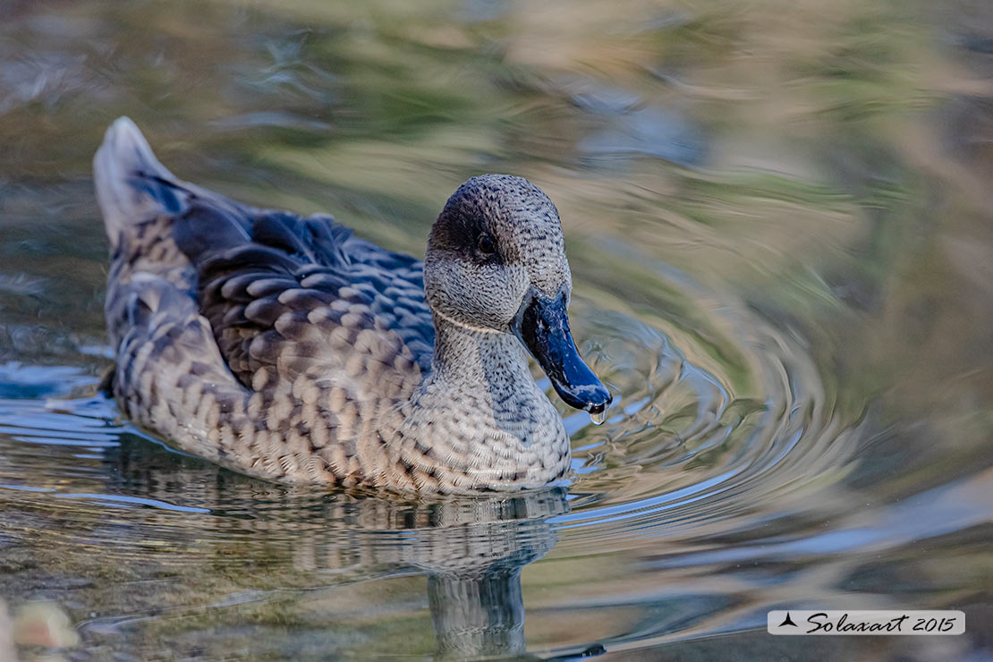 Marmaronetta angustirostris - Anatra marmorizzata  -  Marbled Duck or Marbled Teal 