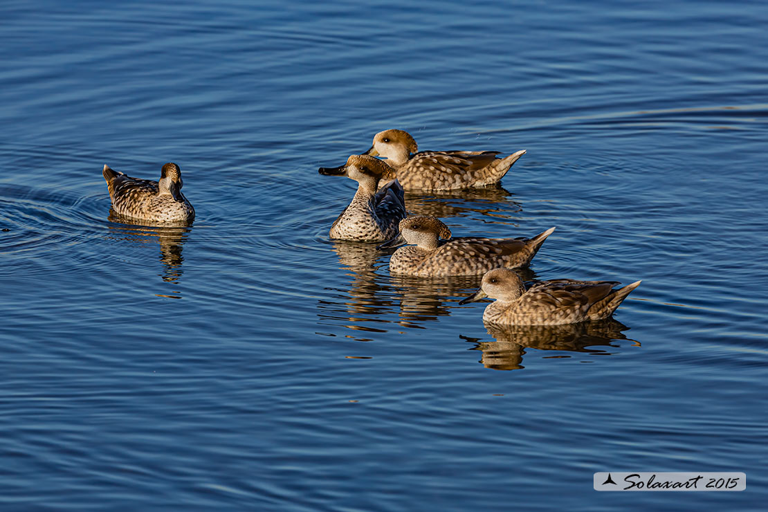 Marmaronetta angustirostris - Anatra marmorizzata  -  Marbled Duck or Marbled Teal 