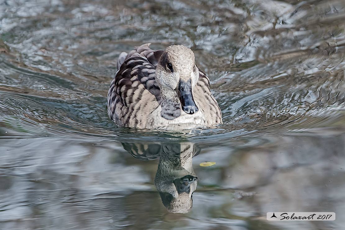 Marmaronetta angustirostris - Anatra marmorizzata  -  Marbled Duck or Marbled Teal 