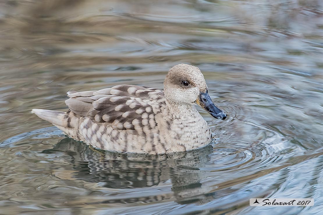 Marmaronetta angustirostris - Anatra marmorizzata  -  Marbled Duck or Marbled Teal 