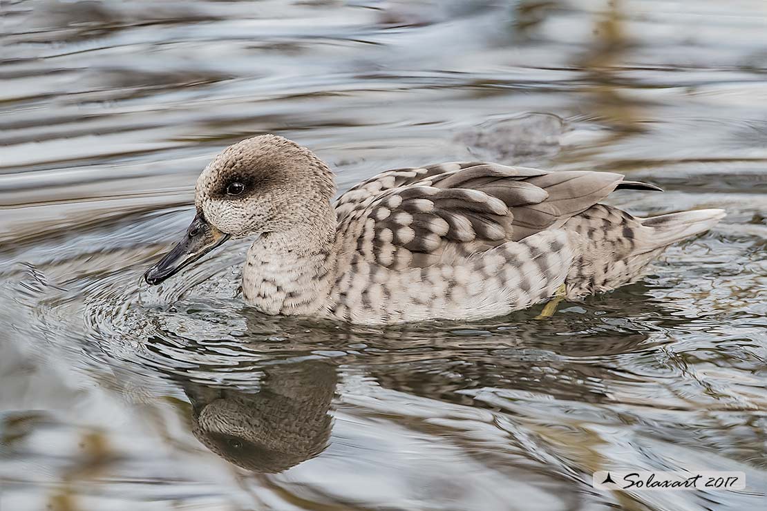 Marmaronetta angustirostris - Anatra marmorizzata  -  Marbled Duck or Marbled Teal 