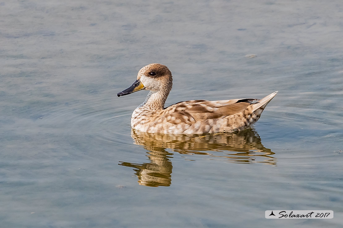 Marmaronetta angustirostris - Anatra marmorizzata  - Marbled Duck 