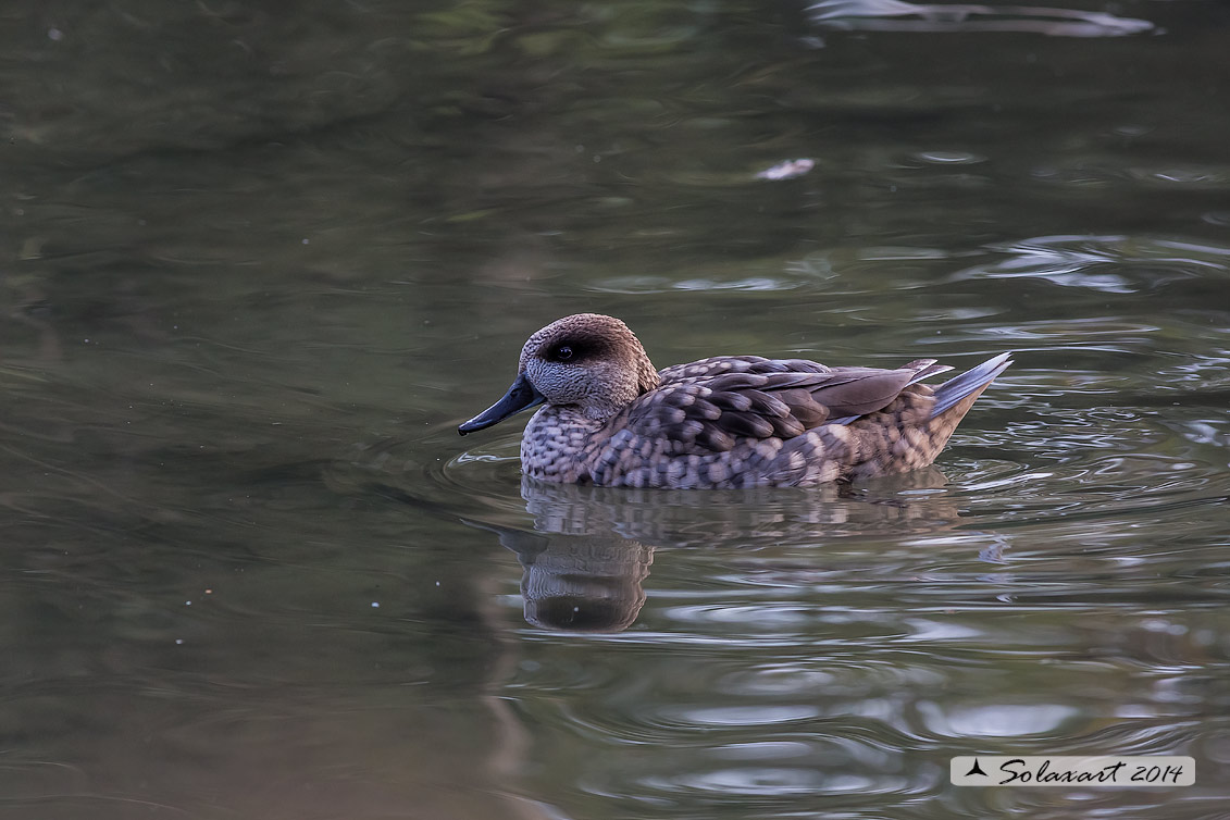 Marmaronetta angustirostris - Anatra marmorizzata  -  Marbled Duck or Marbled Teal 
