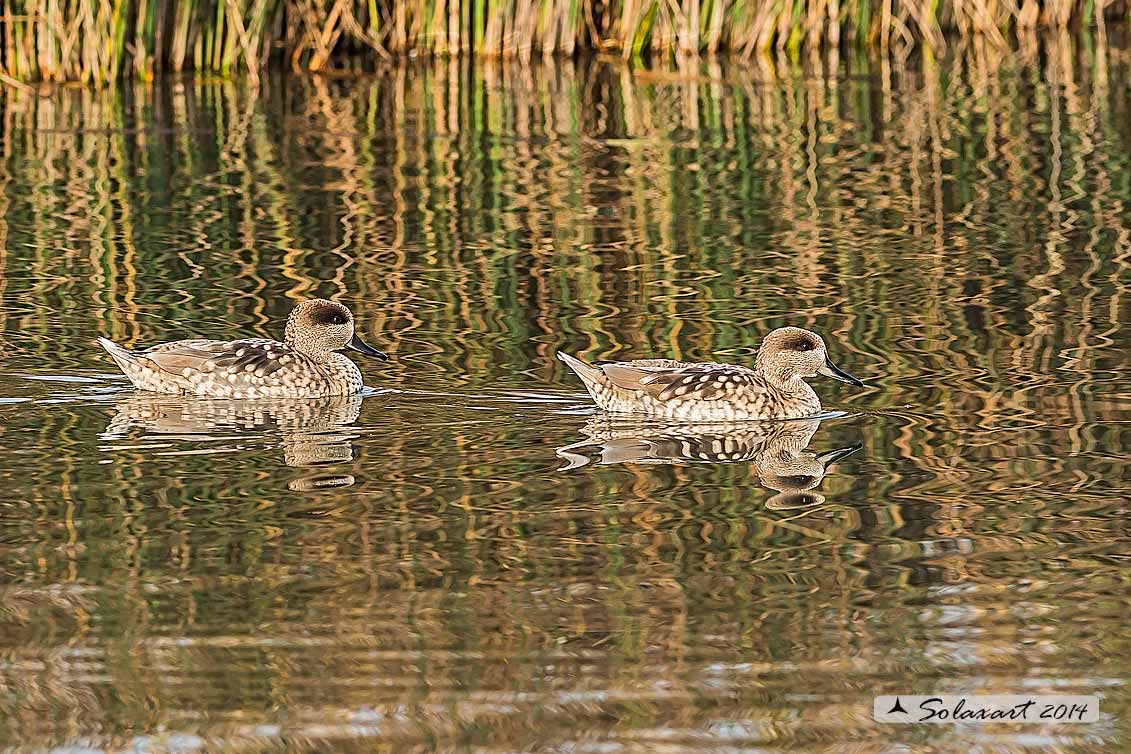 Marmaronetta angustirostris - Anatra marmorizzata  -  Marbled Duck or Marbled Teal 
