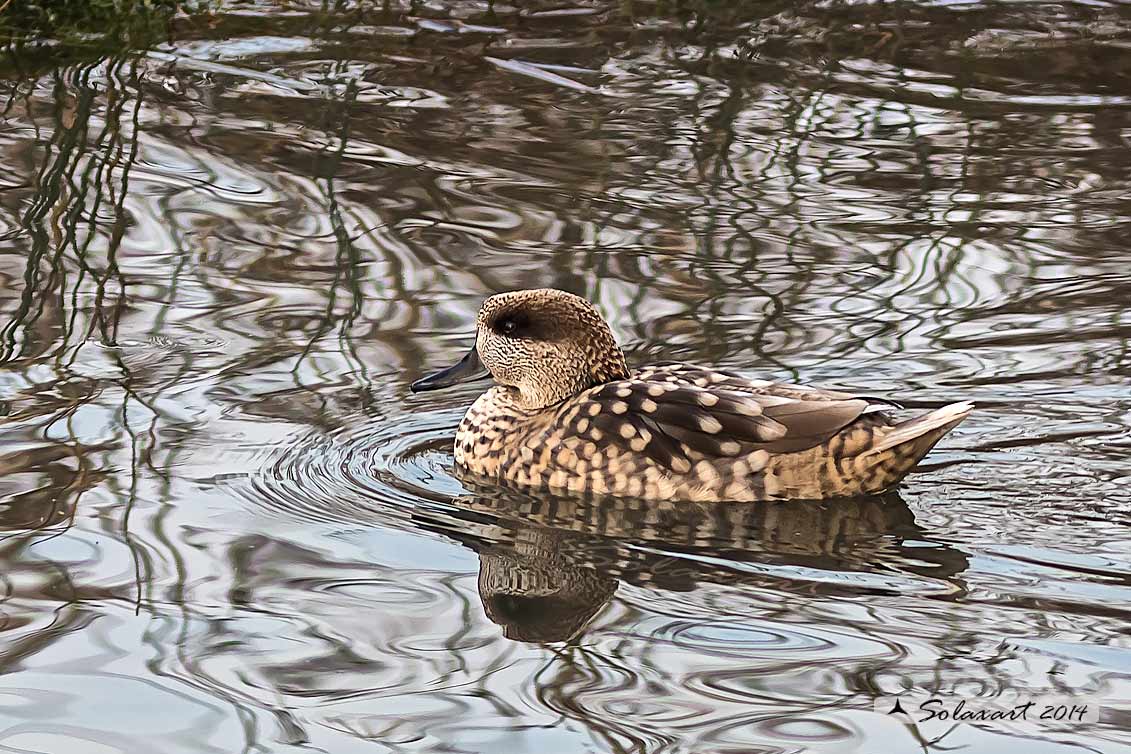 Marmaronetta angustirostris - Anatra marmorizzata  -  Marbled Duck or Marbled Teal 