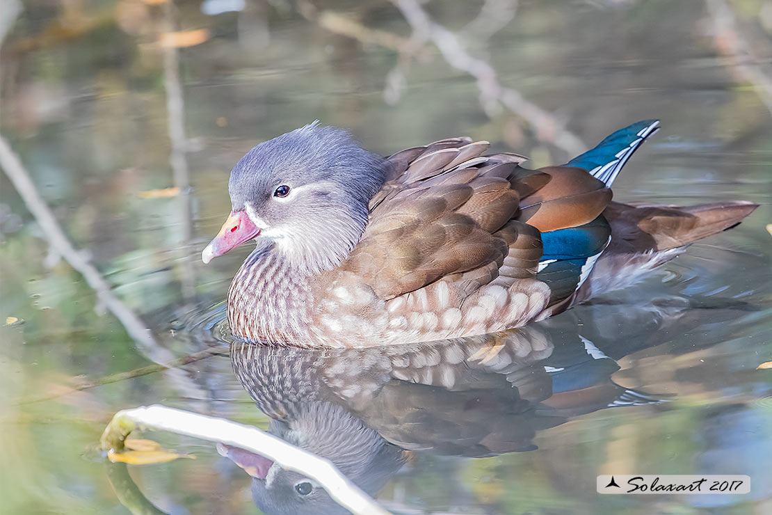 Aix sponsa :  Anatra sposa (femmina)  -  Wood duck (female)