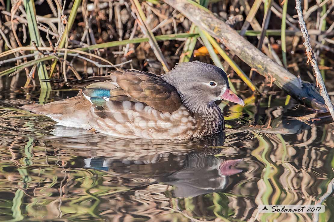 Aix sponsa :  Anatra sposa (femmina)  -  Wood duck (female)
