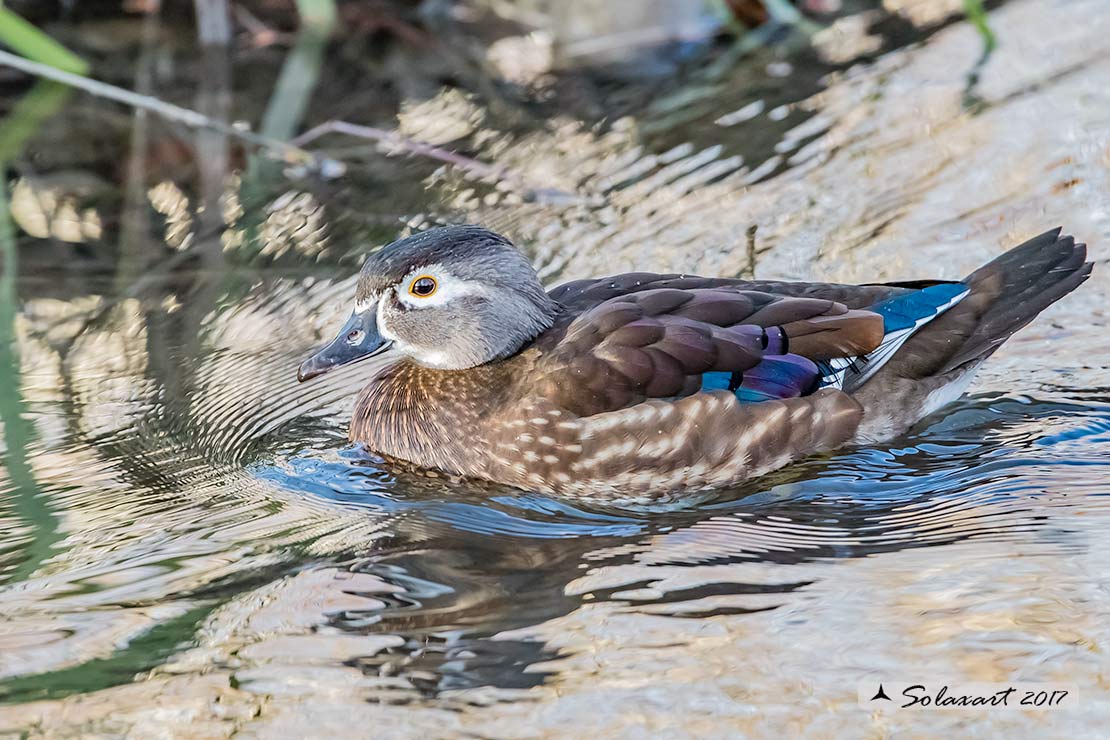 Aix sponsa  -  Anatra sposa  -  Wood duck