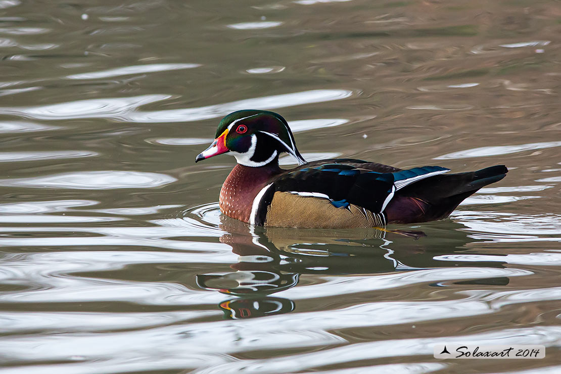 Aix sponsa :  Anatra sposa (maschio)  -  Wood duck (male)