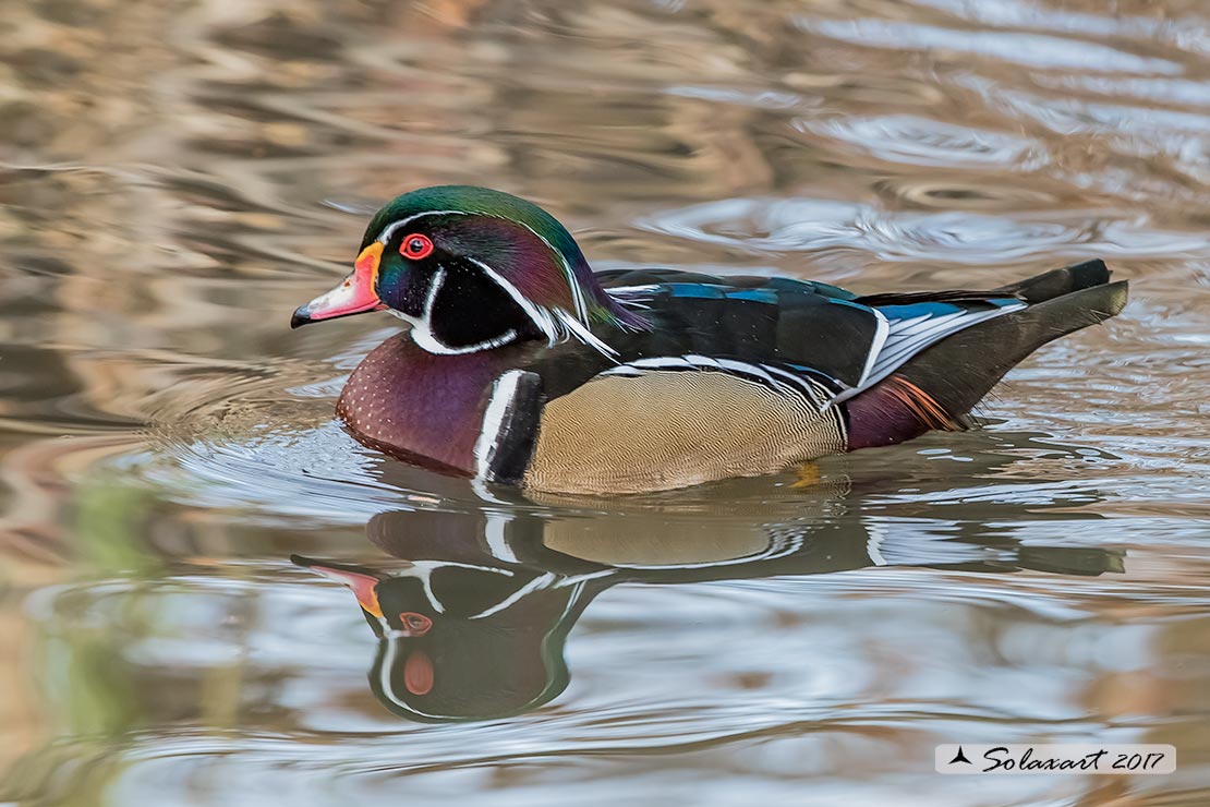 Aix sponsa :  Anatra sposa (maschio)  -  Wood duck (male)