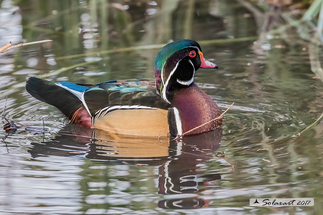 Aix sponsa :  Anatra sposa (maschio)  -  Wood duck (male)