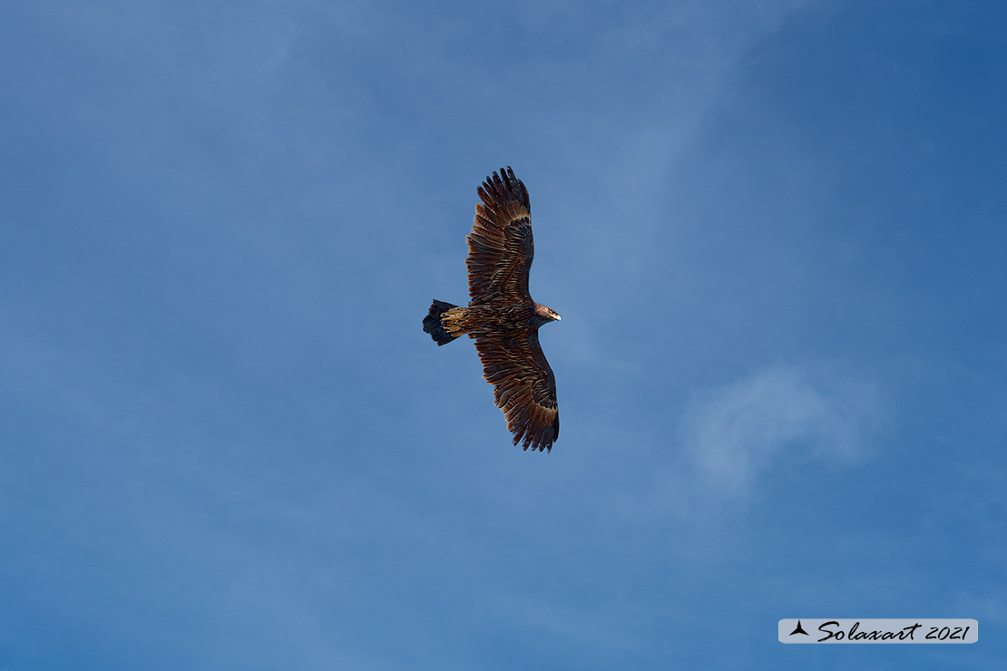 Clanga clanga :  - Aquila anatraia maggiore (femmina) ;   Greater Spotted Eagle (female)