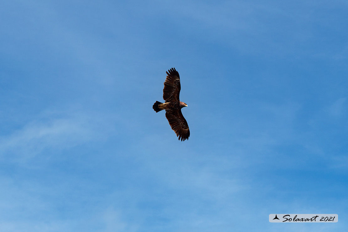 Clanga clanga :  - Aquila anatraia maggiore (femmina) ;   Greater Spotted Eagle (female)
