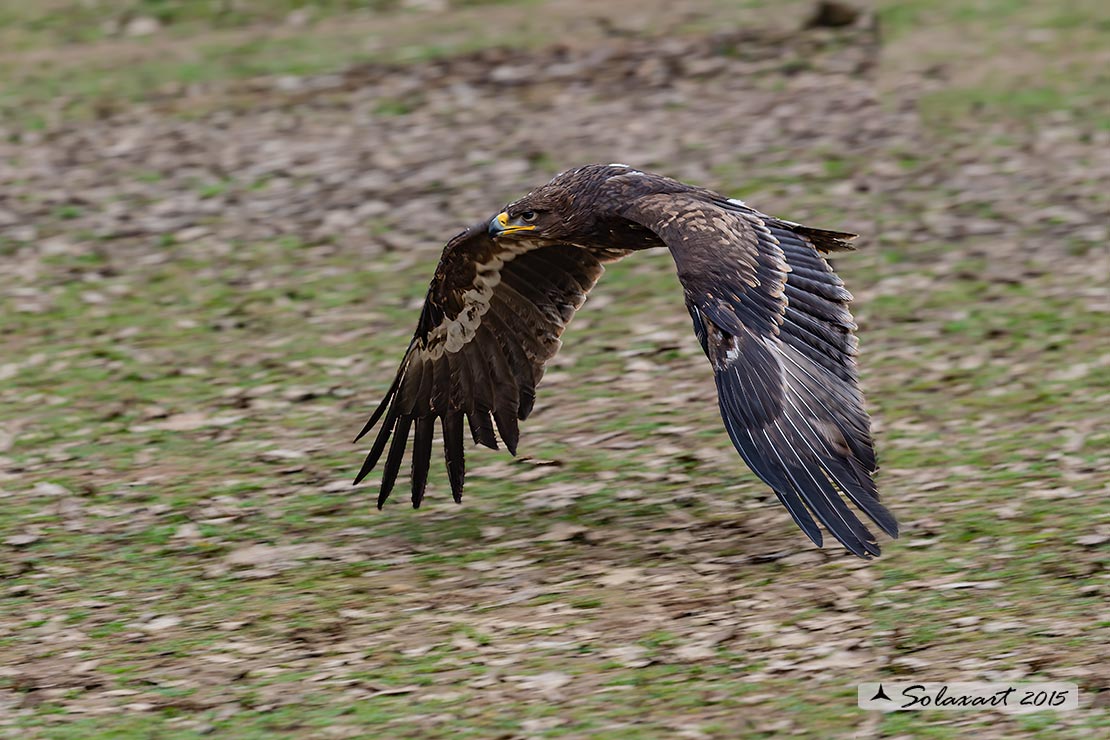 Clanga pomarina: Aquila anatraia minore; Lesser spotted eagle