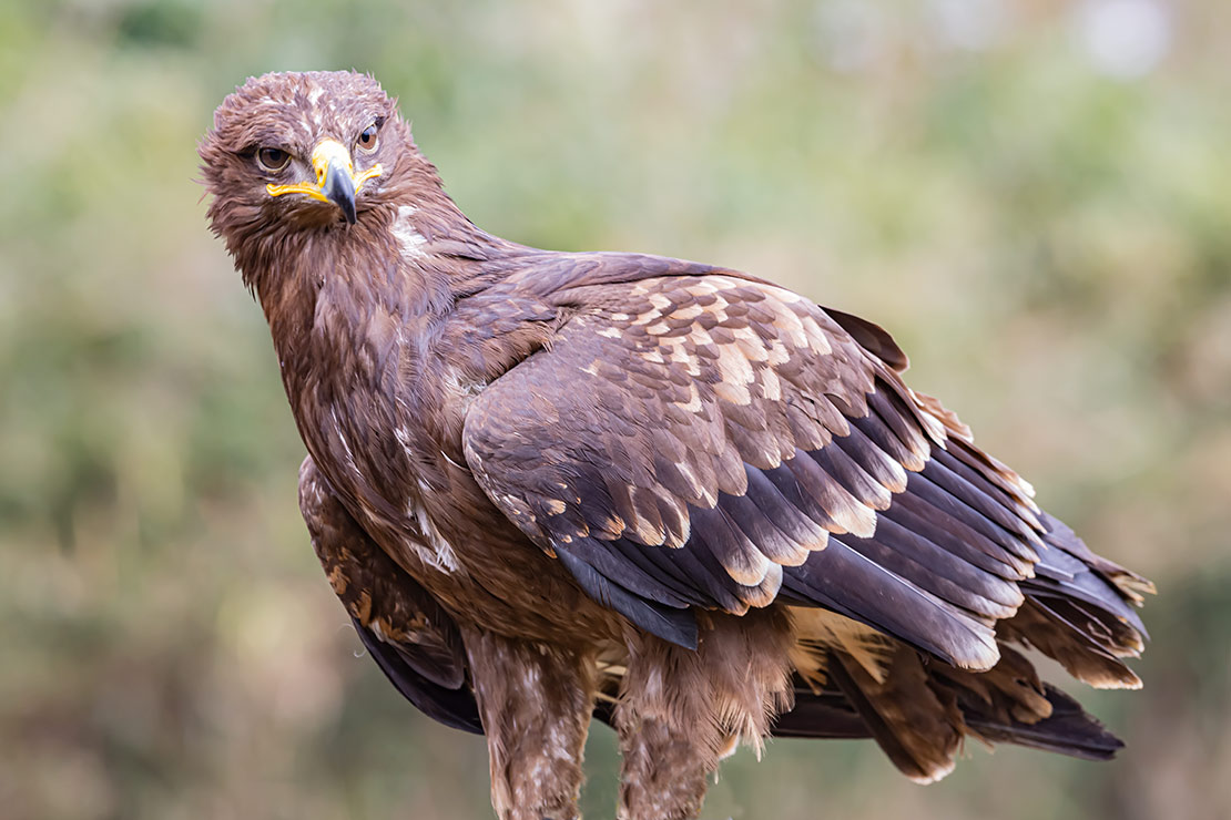 Clanga pomarina: Aquila anatraia minore; Lesser spotted eagle