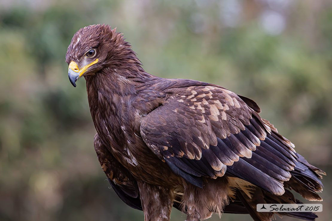 Clanga pomarina: Aquila anatraia minore; Lesser spotted eagle