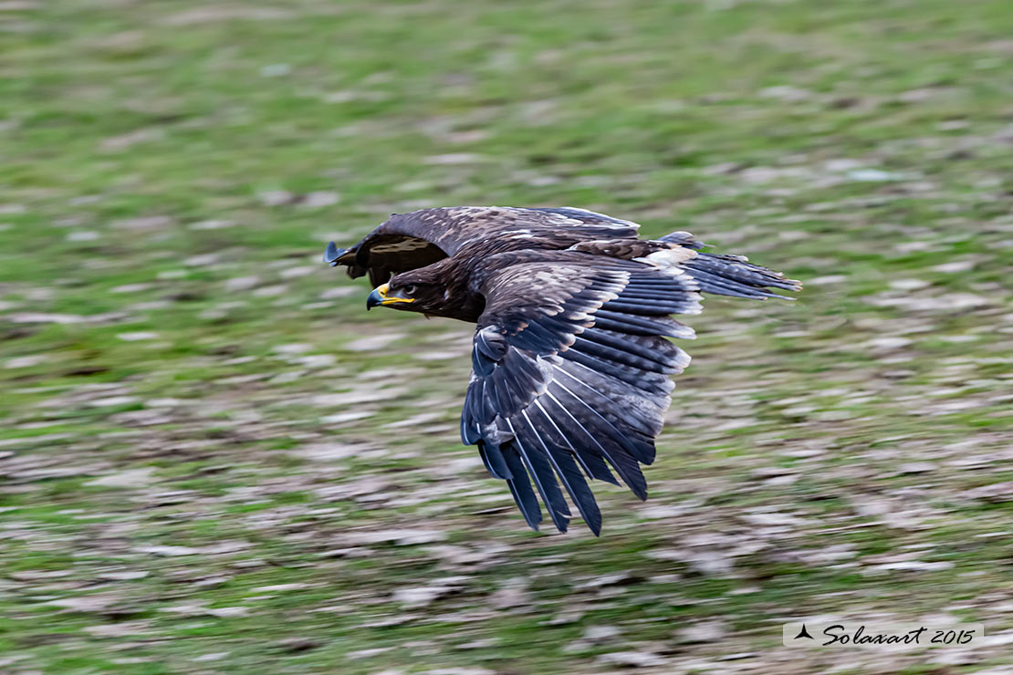 Clanga pomarina: Aquila anatraia minore; Lesser spotted eagle