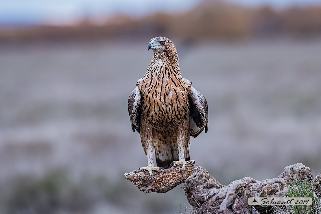 Aquila fasciata - Aquila del Bonelli - Bonelli's Eagle