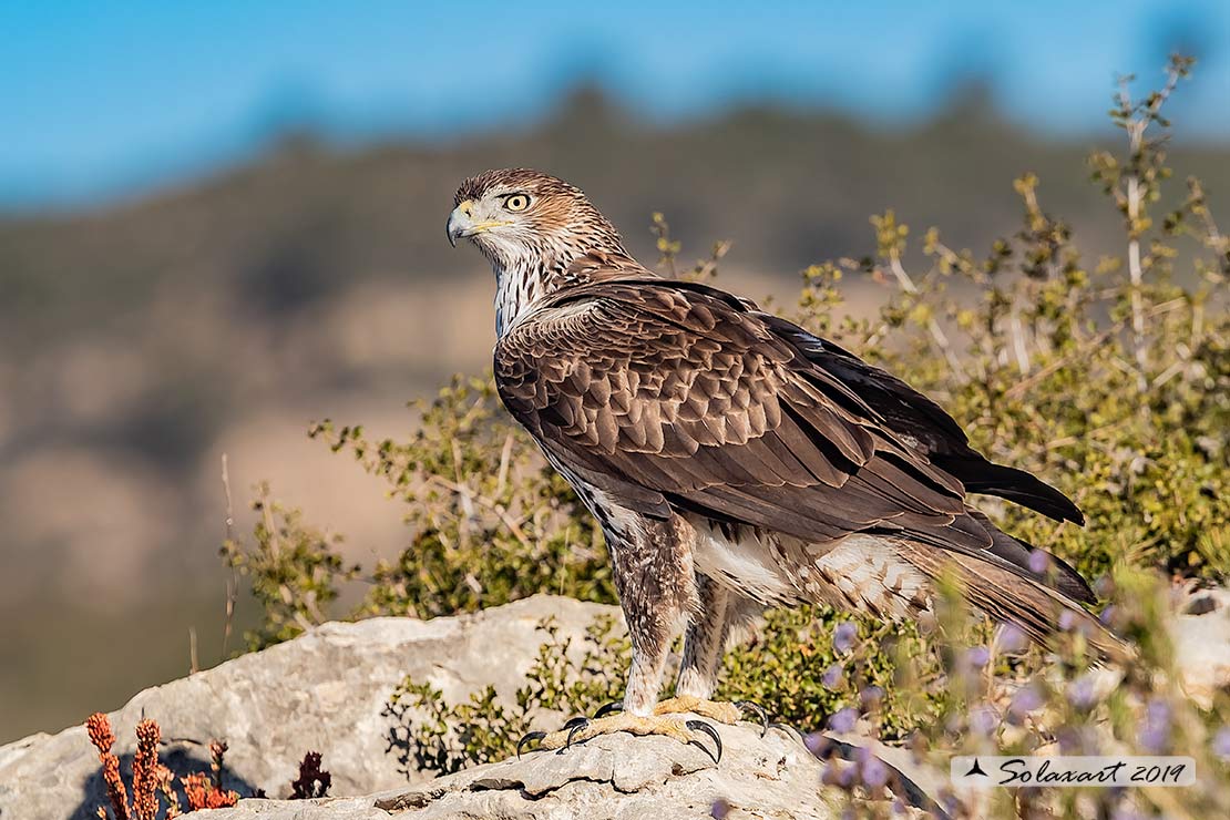 Aquila fasciata - Aquila del Bonelli - Bonelli's Eagle