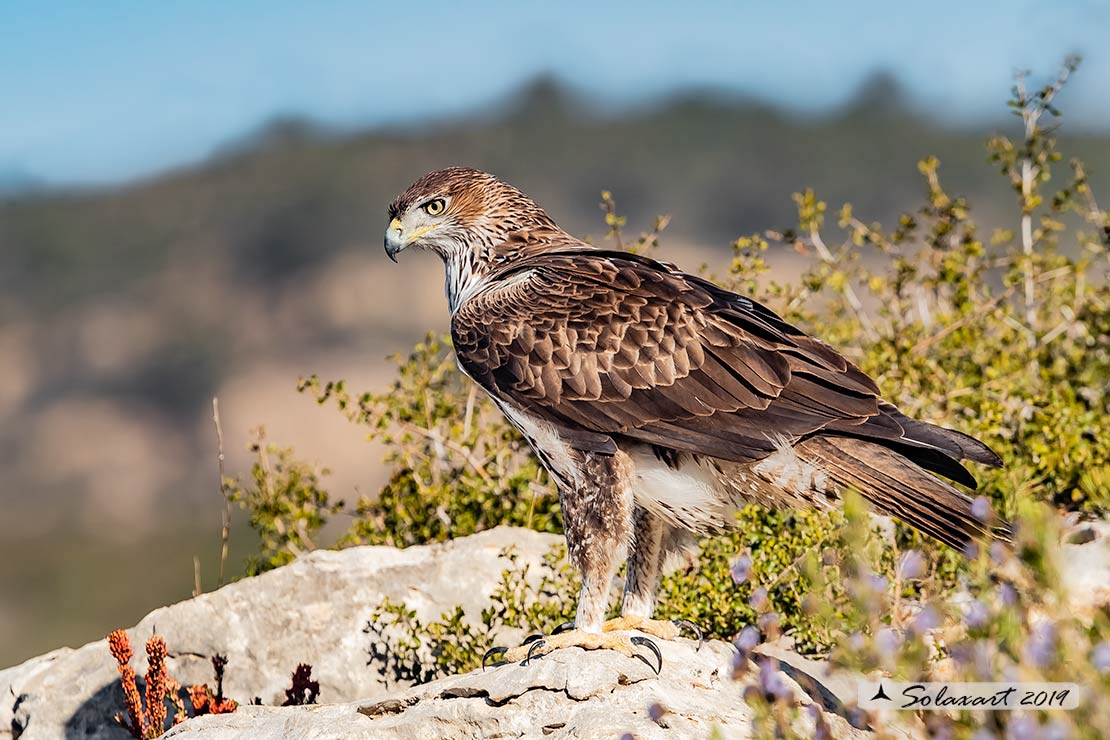 Aquila fasciata - Aquila del Bonelli - Bonelli's Eagle