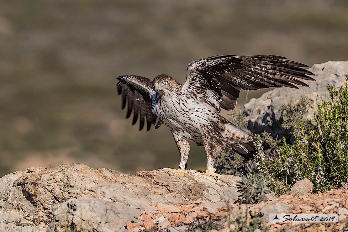 Aquila fasciata - Aquila del Bonelli - Bonelli's Eagle