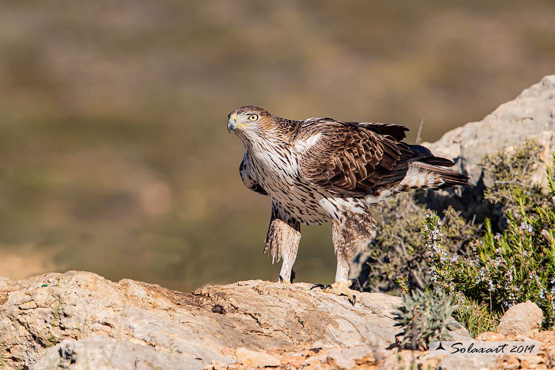 Aquila fasciata - Aquila del Bonelli - Bonelli's Eagle