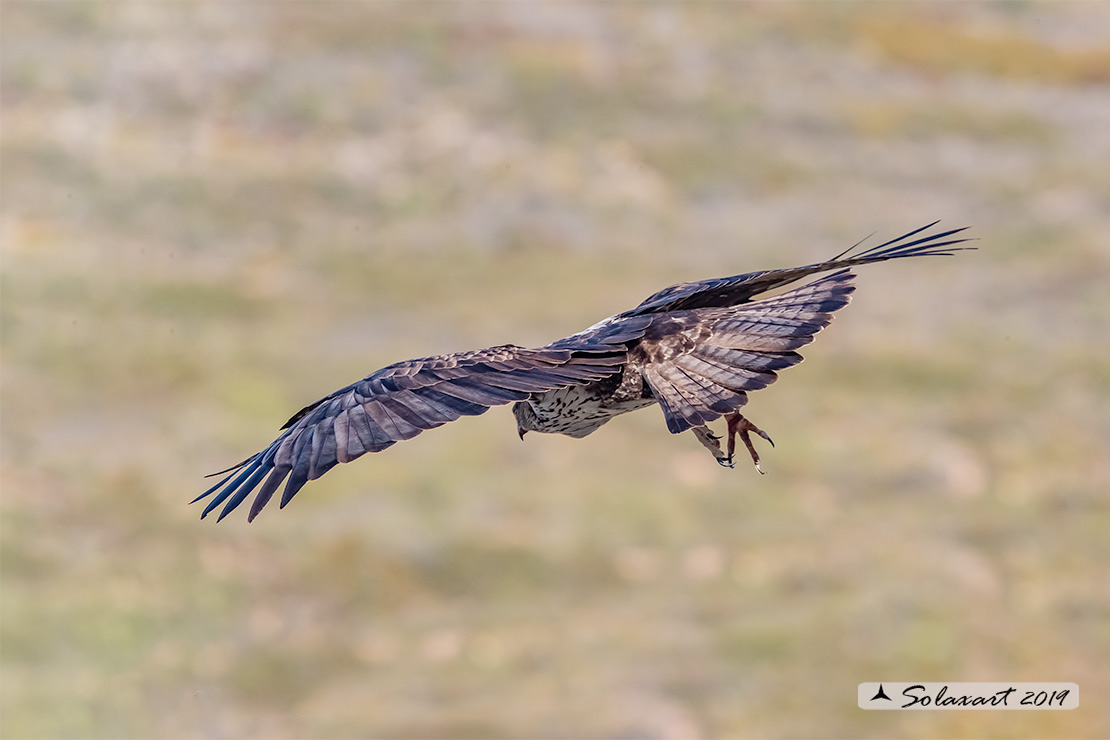 Aquila fasciata - Aquila del Bonelli - Bonelli's Eagle