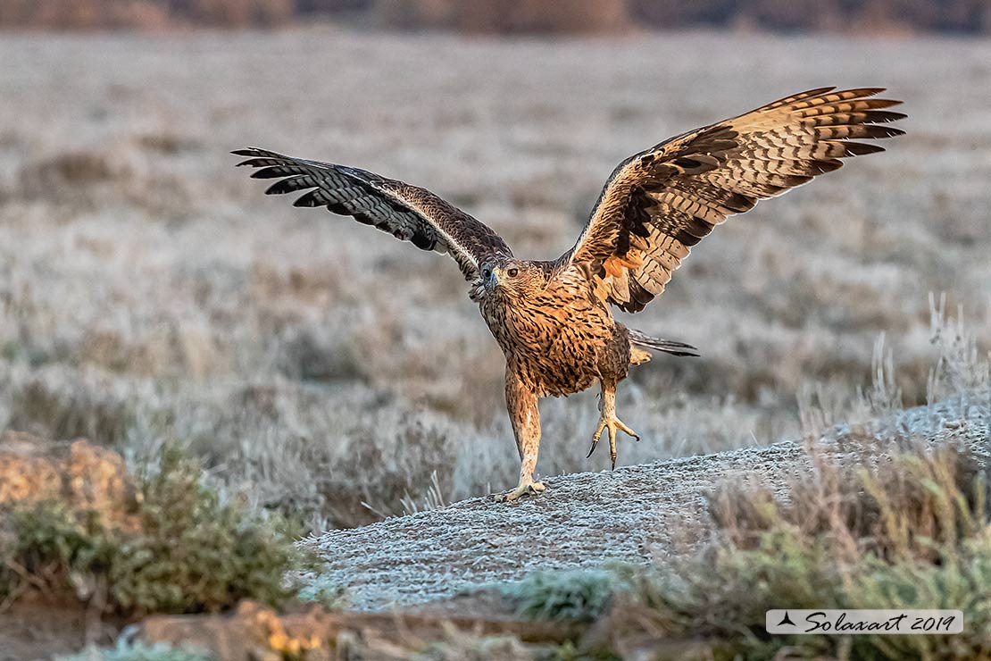 Aquila fasciata - Aquila del Bonelli - Bonelli's Eagle