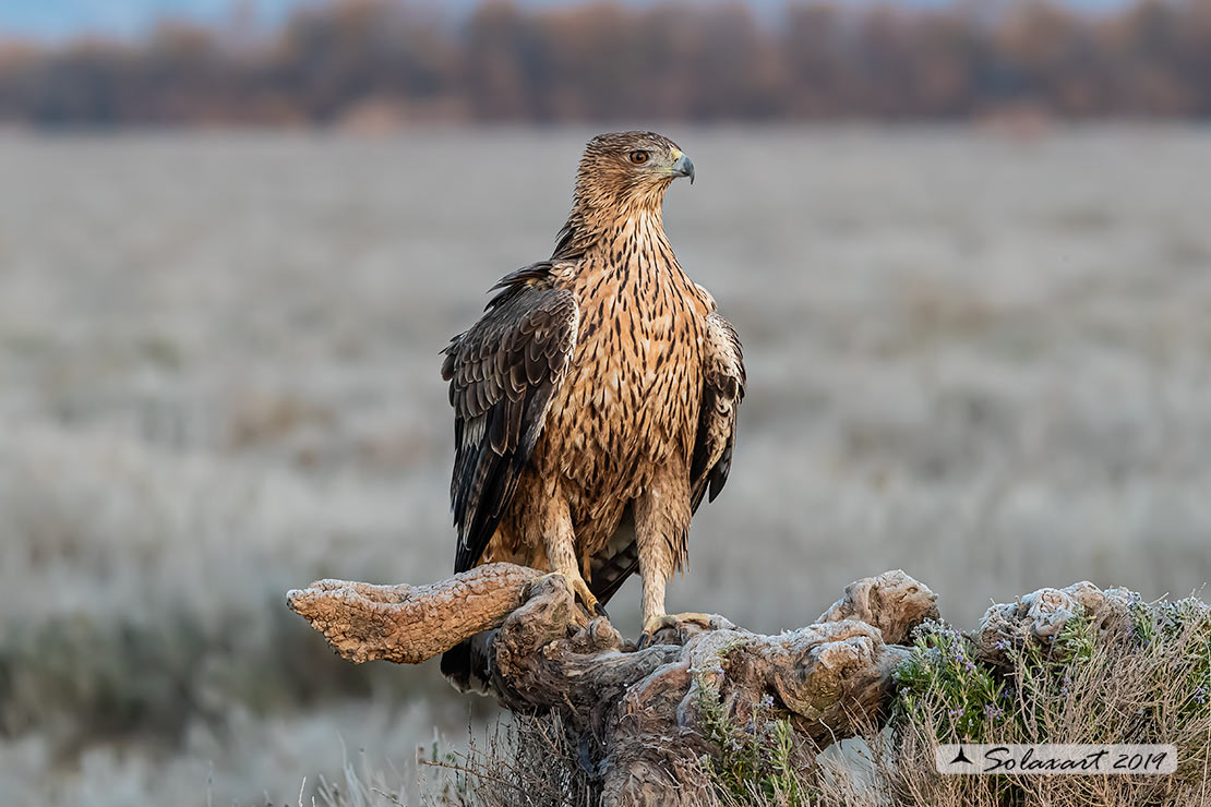 Aquila fasciata - Aquila del Bonelli - Bonelli's Eagle