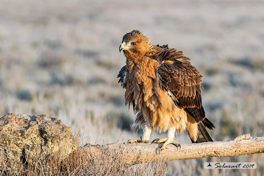 Aquila fasciata - Aquila del Bonelli - Bonelli's Eagle