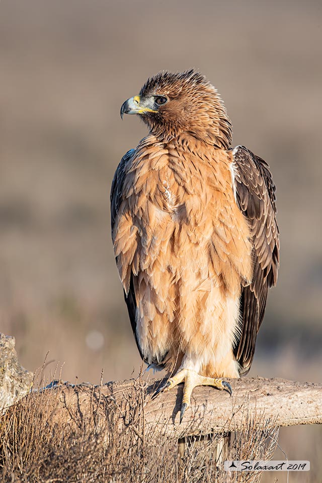 Aquila fasciata - Aquila del Bonelli - Bonelli's Eagle