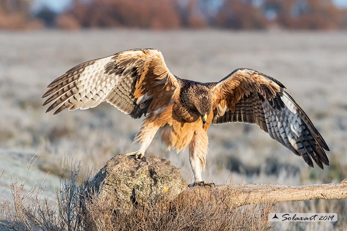 Aquila fasciata - Aquila del Bonelli - Bonelli's Eagle