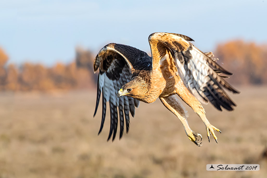Aquila fasciata - Aquila del Bonelli - Bonelli's Eagle