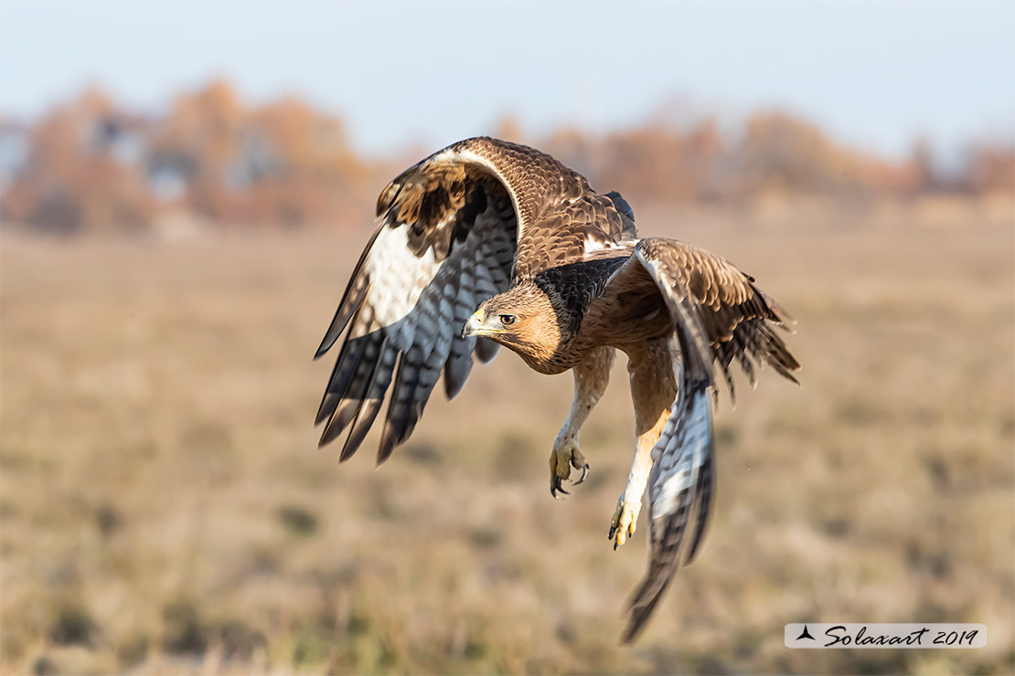 Aquila fasciata - Aquila del Bonelli - Bonelli's Eagle