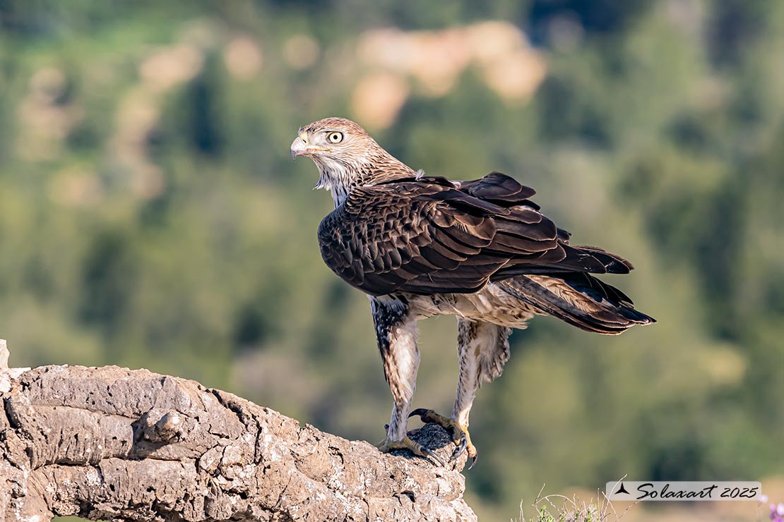 Aquila fasciata - Aquila del Bonelli - Bonelli's Eagle