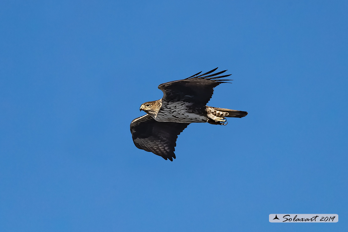 Aquila fasciata - Aquila del Bonelli - Bonelli's Eagle