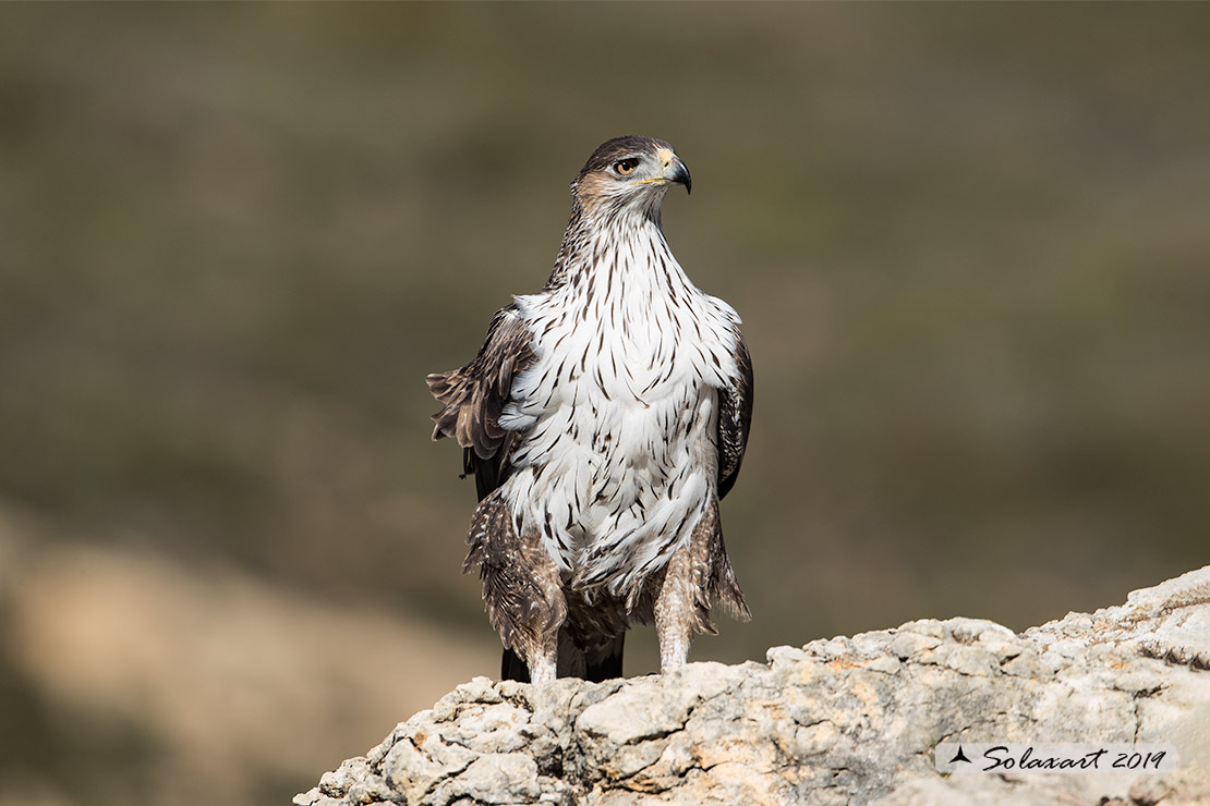 Aquila fasciata - Aquila del Bonelli - Bonelli's Eagle