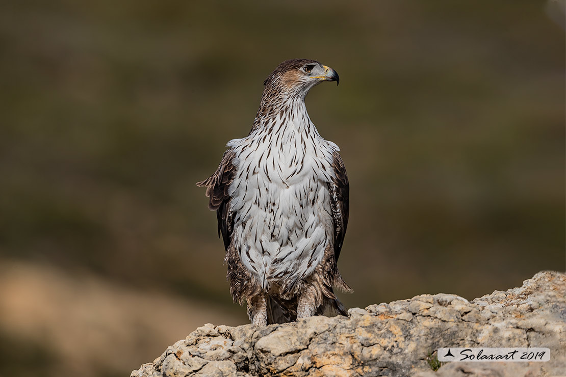 Aquila fasciata - Aquila del Bonelli - Bonelli's Eagle
