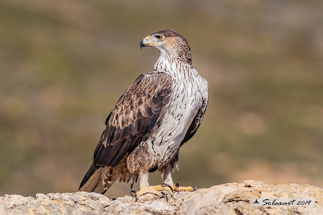 Aquila fasciata - Aquila del Bonelli - Bonelli's Eagle