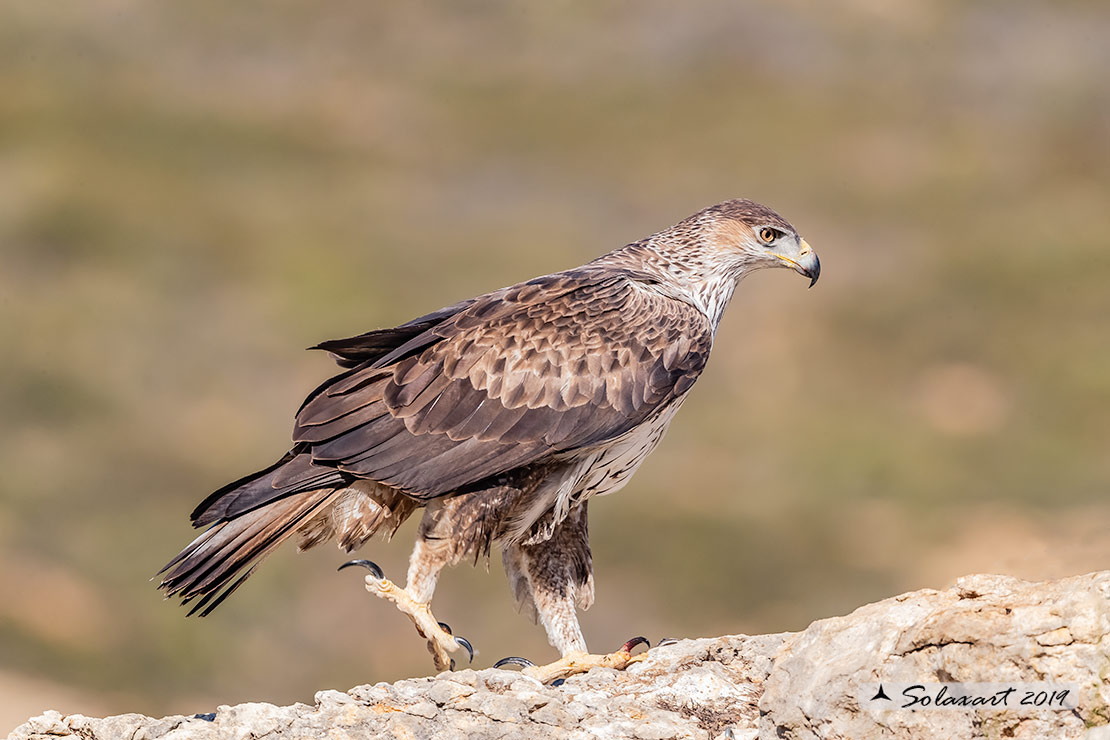 Aquila fasciata - Aquila del Bonelli - Bonelli's Eagle