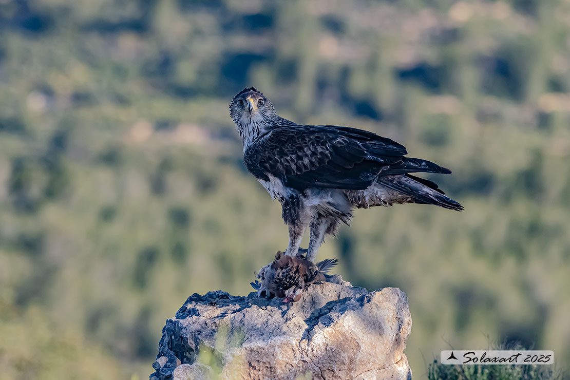 Aquila fasciata - Aquila del Bonelli - Bonelli's Eagle