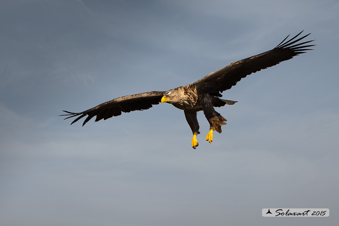 Haliaeetus albicilla, Aquila di mare, white-tailed eagle