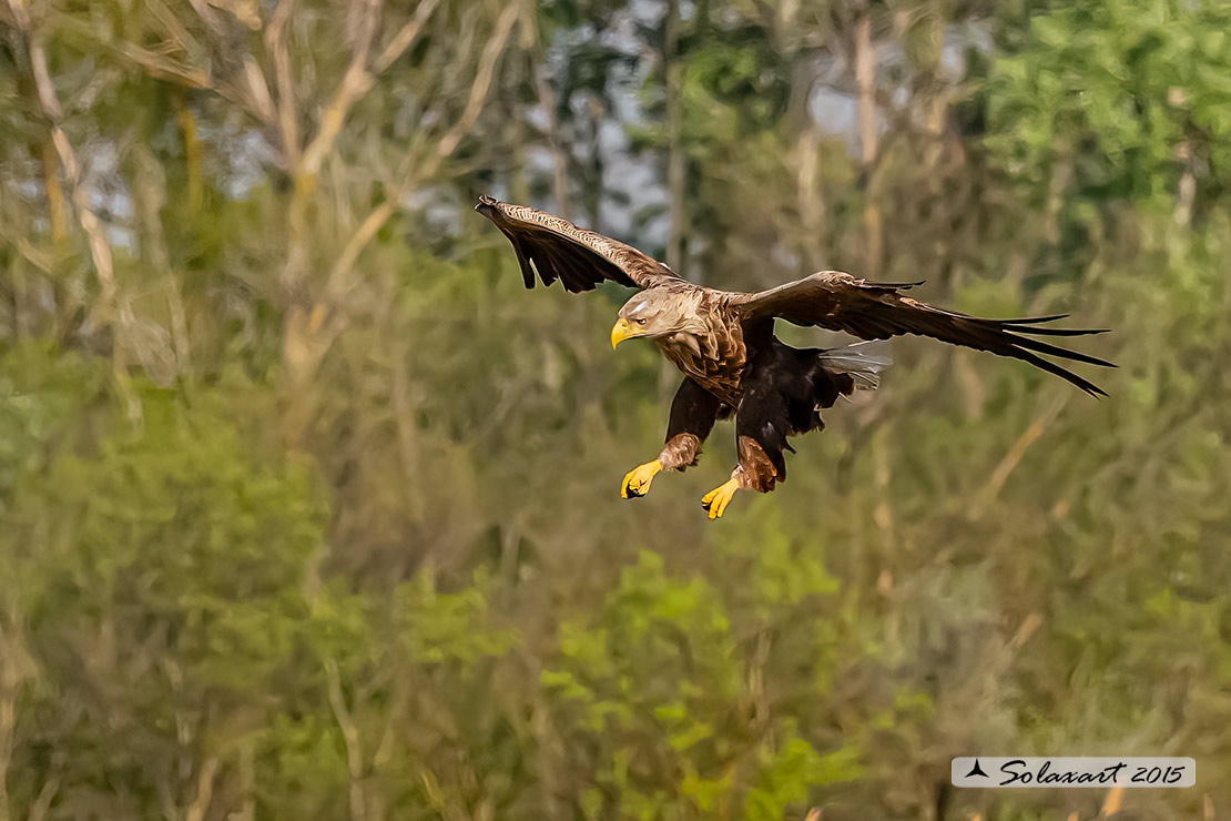 Haliaeetus albicilla, Aquila di mare, white-tailed eagle