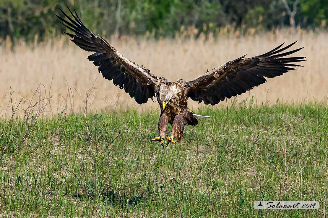 Haliaeetus albicilla, Aquila di mare, white-tailed eagle