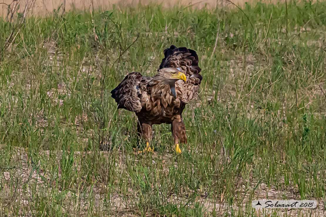 Haliaeetus albicilla, Aquila di mare, white-tailed eagle