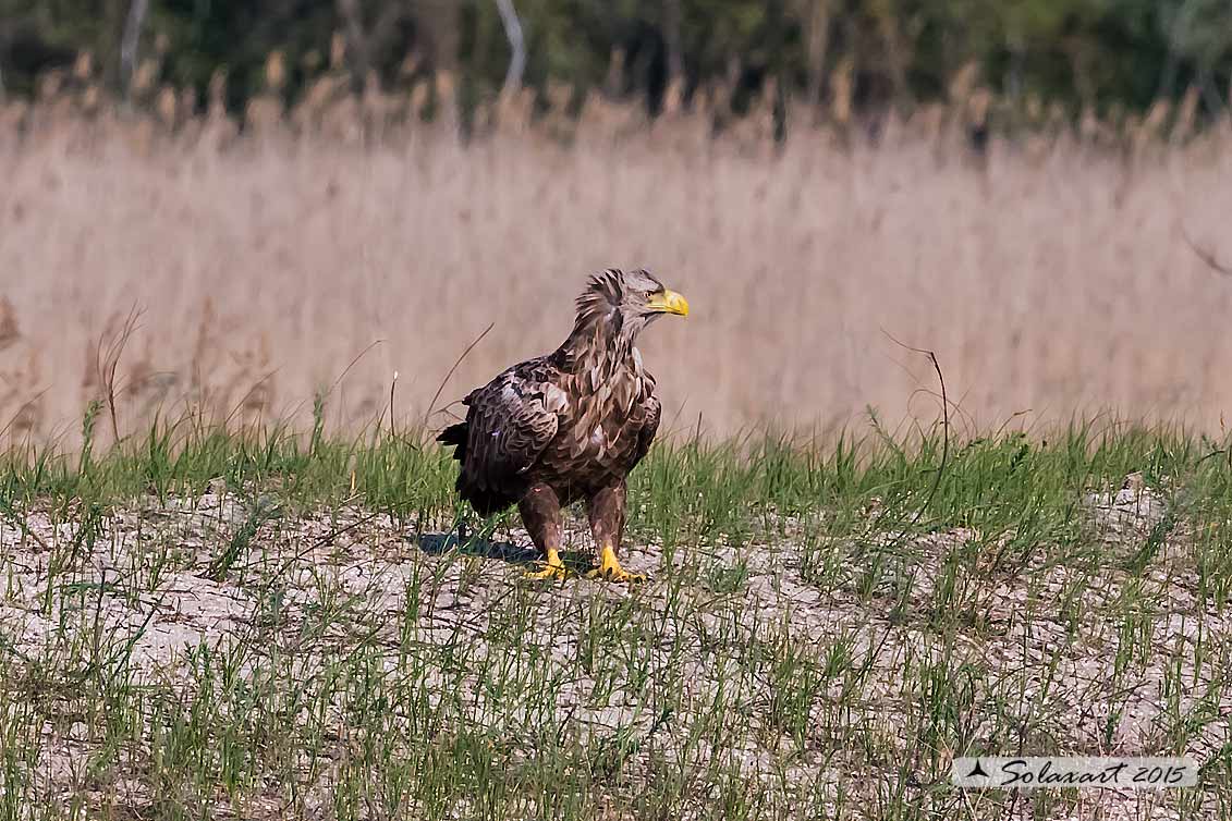 Haliaeetus albicilla:  Aquila di mare;  White-tailed eagle
